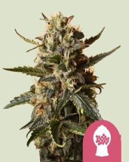 Bubblegum XL Feminized by Royal Queen Seeds