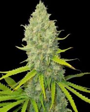 Bubblegun Feminized by Spliff Seeds