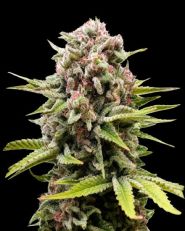 Bubblelicious Autoflower - Nirvana Seeds
