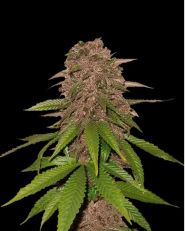 C4-Matic by Fast Buds