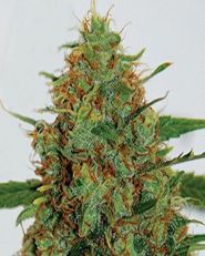 C99 Feminized by G13 Labs