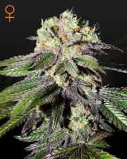Caboose Feminized by Green House Seeds