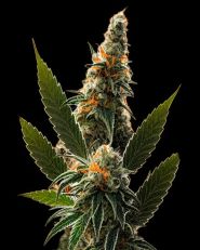 California Orange Bud Feminized - Nirvana Seeds