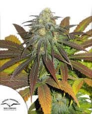 Californian Orange Feminized by Dutch Passion 