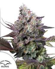 Candy Bubatz XL by Dutch Passion