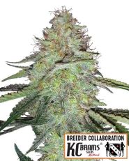 Candy Damage Autoflower by MSNL Seeds