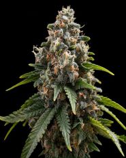 Candy Kush Feminized - Nirvana Seeds