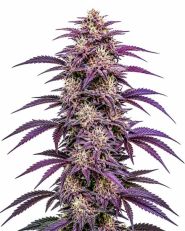 Candyland Peyote Feminized by Blimburn