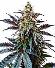 Cap Junky Feminized by Blimburn