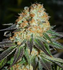 Cash Crop Auto by Cream of the Crop Seeds