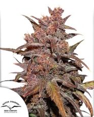 CBD Auto Blackberry Kush by Dutch Passion