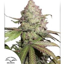 CBD Auto Charlotte’s Angel by Dutch Passion