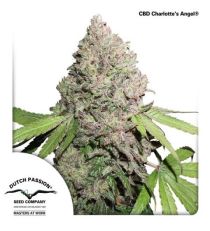 CBD Charlotte's Angel by DP Seeds