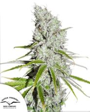 CBD Skunk Haze by Dutch Passion