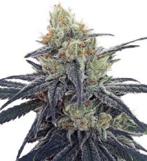 CBD #1 Feminized by Ace Seeds