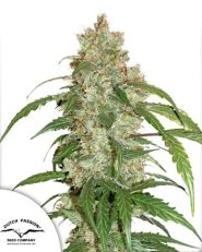 CBD Auto White Widow by Dutch Passion