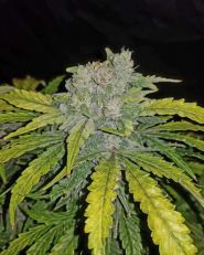 CBD Crack by Fast Buds