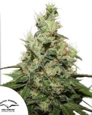 CBD Kush by Dutch Passion