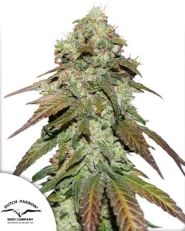 CBD Mazar Feminized by Dutch Passion 