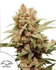 CBG-Force by Dutch Passion 