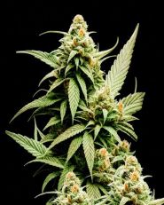 Cement Shoes Feminized - Nirvana Seeds