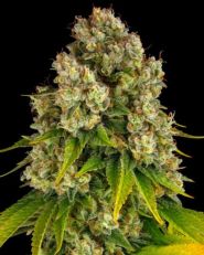 Cheese Auto by Barney's Farm