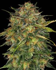 Cheese by Barney's Farm