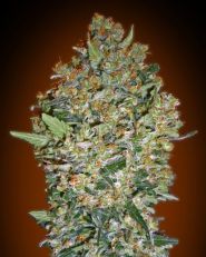 Cheese Berry Feminized by OO Seeds
