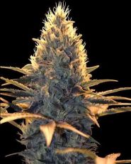 Spliff Cheese Feminized by Spliff Seeds