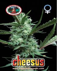 Cheesus Feminized by Big Buddha Seeds