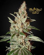 Chemdog Feminized by Green House Seeds
