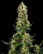 Chemdog Feminized - Nirvana Seeds