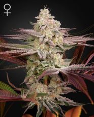 Chemical Bride Feminized by Green House Seeds