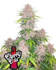 Cherry Cola Auto by Fast Buds