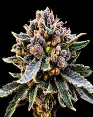 Cherry Blossom v2 CBD Feminized - Nirvana Seeds