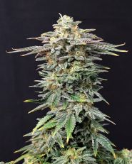 Cherry Dream Feminized 