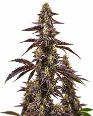 Cherry Pie Autoflower by Blimburn