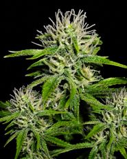 Cherry Wine v2 CBD Feminized - Nirvana Seeds