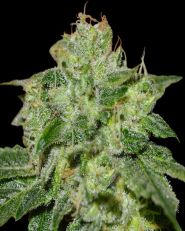 Chocolate Heaven Feminized by G13 Labs