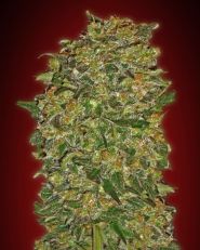 Chocolate Kush Feminized by OO Seeds