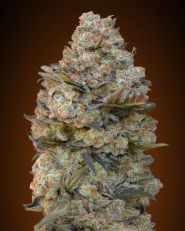 Chocolate Skunk Feminized by OO Seeds