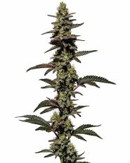 Chocolate Thai Autoflower by Blimburn