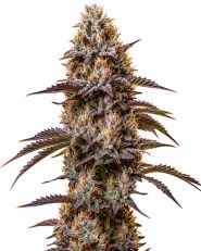 Chocolate Thai Feminized by Blimburn