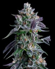 Chocolope Feminized - Nirvana Seeds