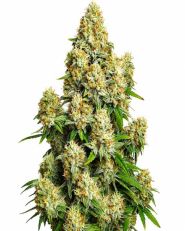 Cinderella 99 Autoflower by Blimburn