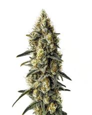 Cindy 99 Feminized by Blim Burn Seeds