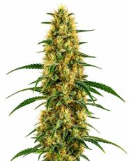 Clementine Feminized by Blimburn
