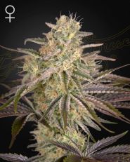 Cloud Walker Feminized by Green House Seeds