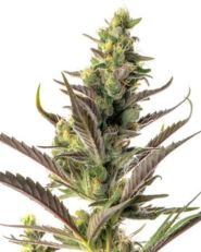 Colombian Gold Auto by Growers Choice