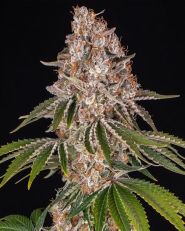 Cookie Casket Feminized by Barney's Farm